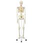 Squelette Humain Human Skeleton 170cm