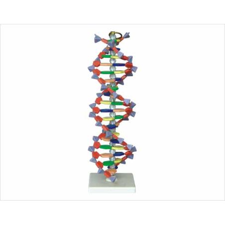 Structure de l'ADN DNA