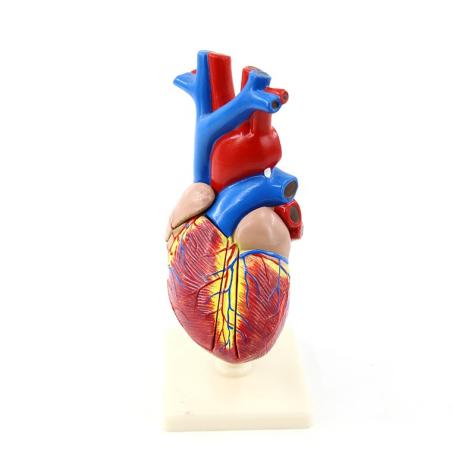 Modèle du coeur en 2 parties taille réelle