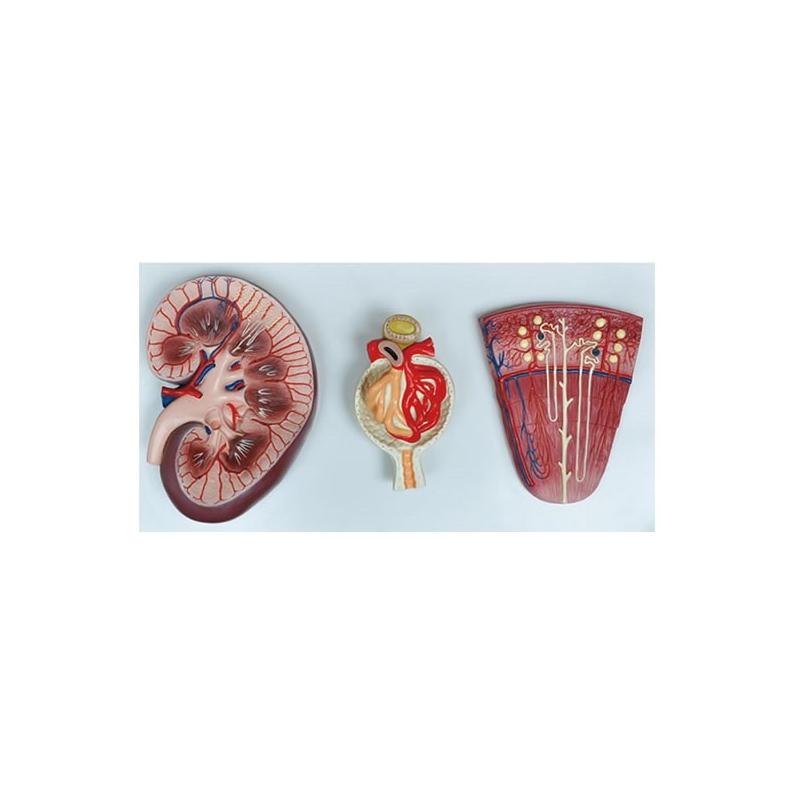 Modèle du rein, néphron et glomérule