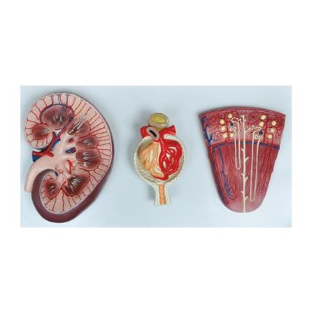 Modèle du rein, néphron et glomérule