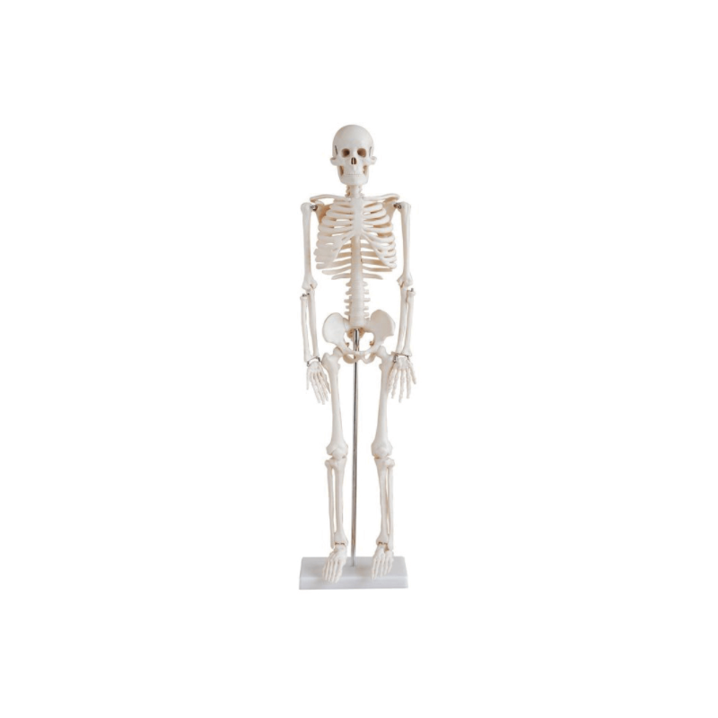 Squelette Humain Human Skeleton 85cm