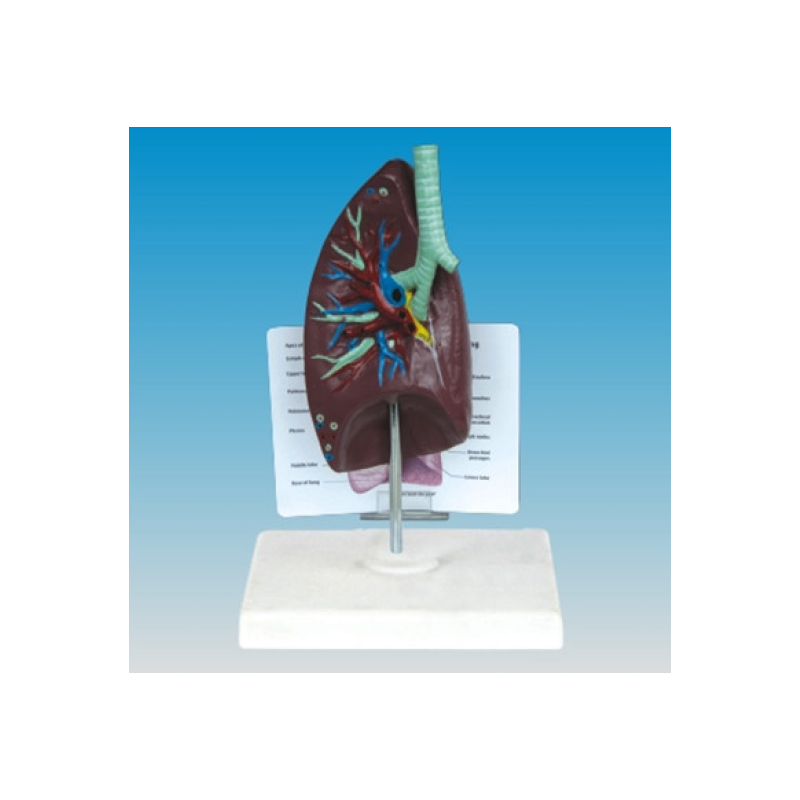 Modèle respiration Respiratory System "Poumon"