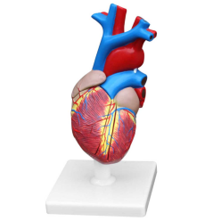 Modèle anatomique de coeur (Heart Model)